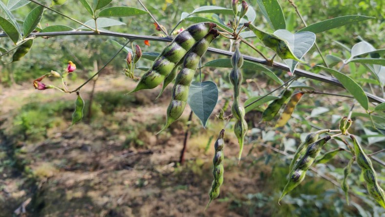 IDIAP DESARROLLA PROYECTO DE MANEJO ECOLÓGICO DE ENFERMEDADES DEL GUANDÚ