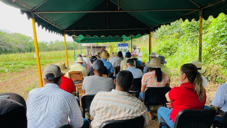 DÍA DE CAMPO «SELECCIÓN PARTICIPATIVA DE CLONES DE CAMOTE» EN LA FINCA EXPERIMENTAL EL EJIDO, PROVINCIA DE LOS SANTOS