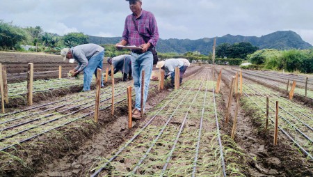 ENSAYO SOBRE EVALUACIÓN DE SIETE CULTIVARES DE CEBOLLA EN TIERRAS BAJAS