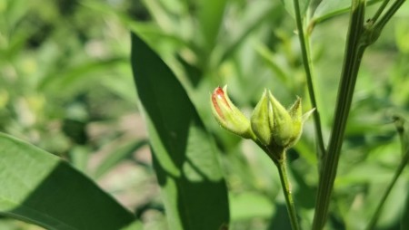 EL IDIAP ESTABLECE PARCELAS DE VINCULACIÓN DE TECNOLOGÍAS DEL CULTIVO DE GUANDÚ