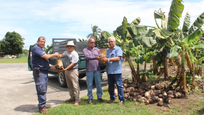 AVANZA PROGRAMA DE MULTIPLICACIÓN DE SEMILLA DE PLÁTANO
