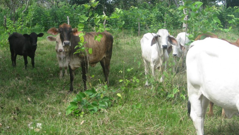 CAPACITAN A PRODUCTORES SOBRE ALTERNATIVAS DE ALIMENTACIÓN BOVINA