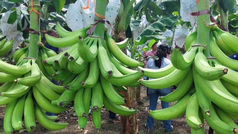 FORTALECEN CONOCIMIENTOS EN PRODUCCIÓN DE PLÁTANO
