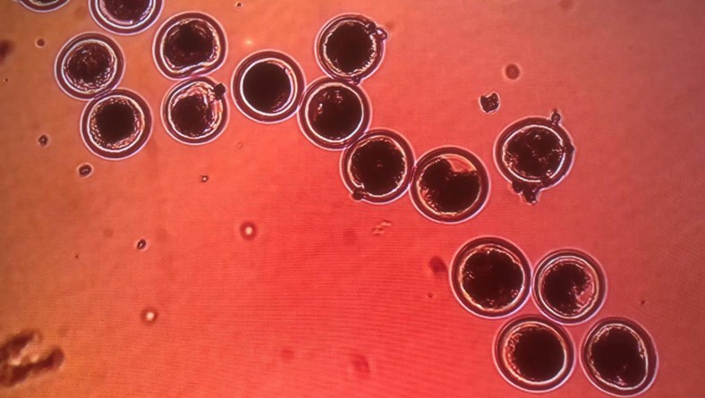 LABORATORIO DE BIOTECNOLOGÍA DE LA REPRODUCCIÓN ANIMAL, AL SERVICIO DE LA CIENCIA Y LOS GANADEROS