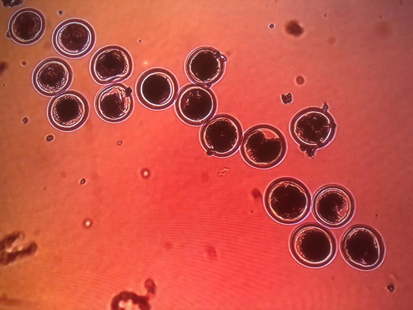 578063040_1608789260093576_4855680639373118381_n