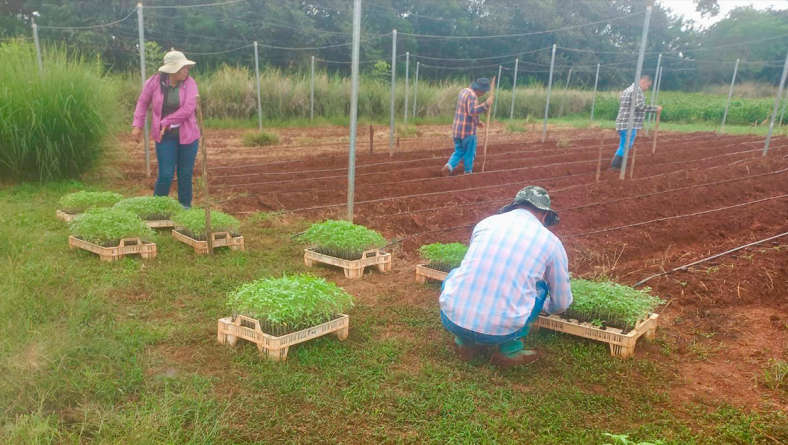 IDIAP DESARROLLA ESTUDIO SOBRE EL CULTIVO DE TOMATE EN LA ESTACIÓN SECA EN EL EJIDO.
