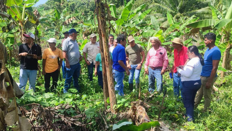 IMPULSAN ESTRATEGIAS PARA PREVENIR LA MARCHITEZ POR FUSARIUM EN AMÉRICA LATINA