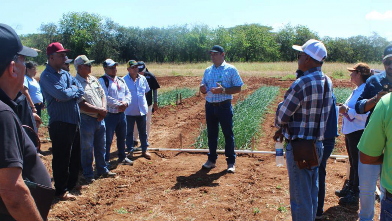 PRESENTACIÓN DE AVANCES DEL PROYECTO INNOVACIÓN AGRONÓMICA PARA LA SOSTENIBILIDAD Y RESILIENCIA DEL CULTIVO DE CABOLLA EN PANAMÁ.