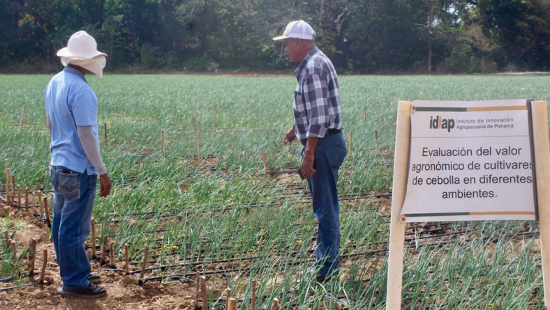 IDIAP AVANZA CON EL PROYECTO INNOVACIÓN AGRONÓMICA PARA LA SOSTENIBILIDAD Y RESILIENCIA DEL CULTIVO DE CEBOLLA EN PANAMÁ.