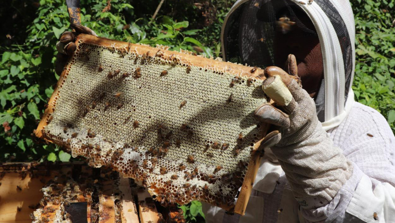 SE REALIZARÓN SENDAS COSECHAS EN LOS APIARIOS DEL IDIAP