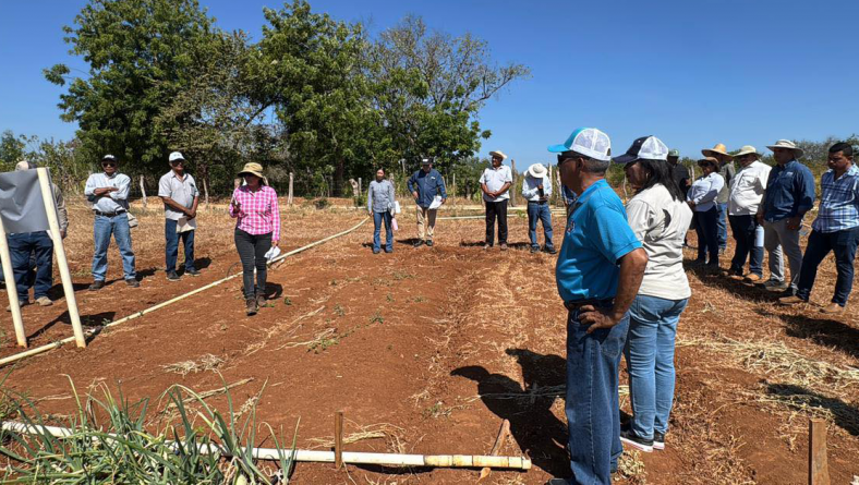 PROYECTO PROHORTAS PRESENTÓ RESULTADOS EN EL CULTIVO DE CEBOLLA Y TOMATE
