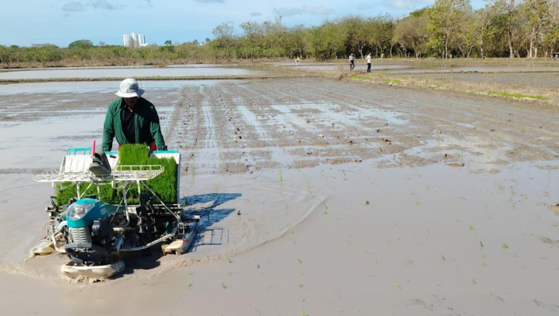EL IDIAP MULTIPLICA SEMILLA BÁSICA DE ARROZ