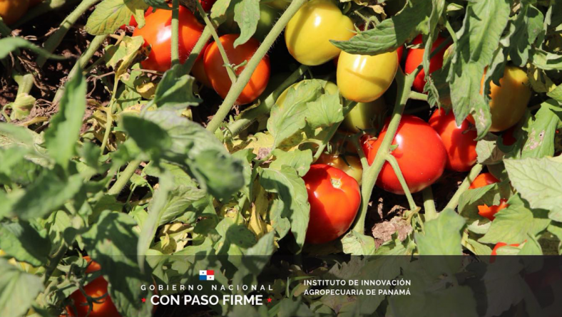 IDIAP LIBERÓ LAS VARIEDADES DE TOMATE IDIAP-TM-EJIDO-25 Y IDIAP-TM-SALSA-25