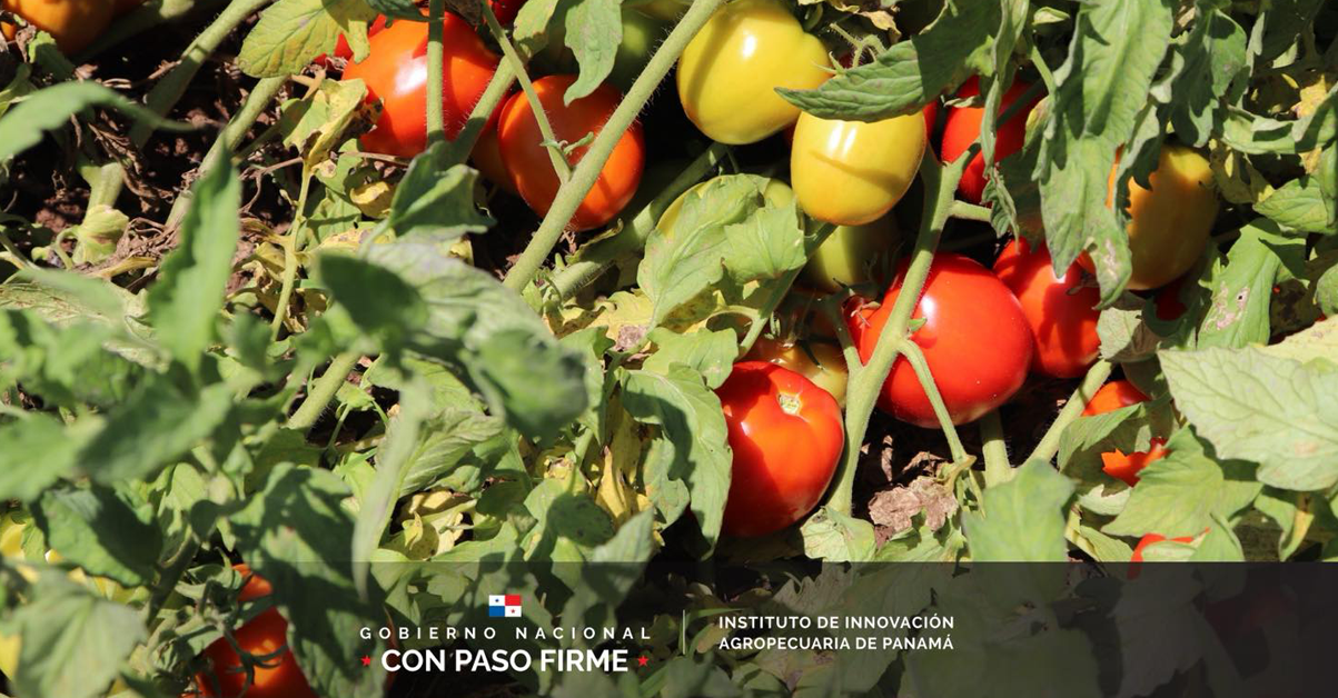 PLANTILLA-PARA-IMAGEN-DESTACADA_15