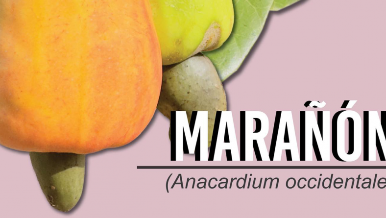 IDIAP EVALÚA MATERIAL GENÉTICO DEL MARAÑÓN