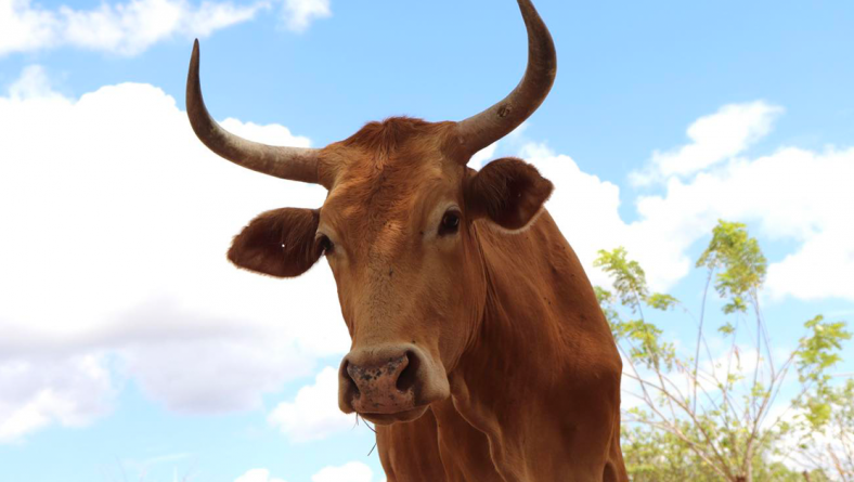 IDIAP REALIZÓ UN DÍA DE CAMPO «BOVINO CRIOLLO» EN PENONOMÉ.