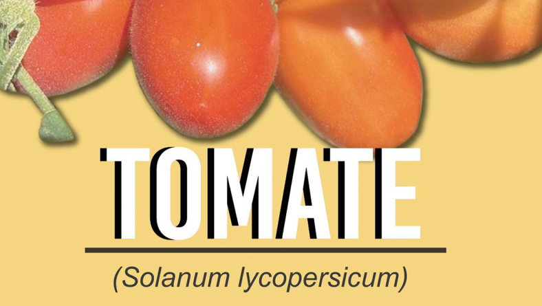IDIAP LIBERA NUEVAS VARIEDADES DE TOMATE INDUSTRIAL.