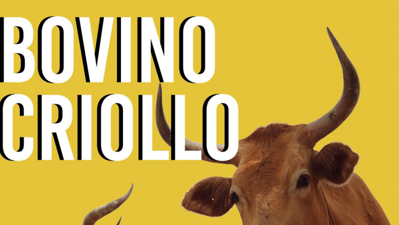 BOVINO CRIOLLO