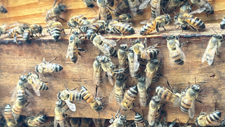 SEGUNDA COSECHA DE MIEL DEL APIARIO DE AMURAM