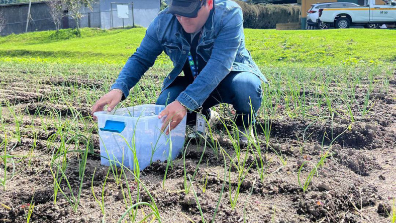 ESTACIÓN EXPERIMENTAL DE IDIAP CERRO PUNTA INVESTIGA SOBRE USO DEL NITRÓGENO
