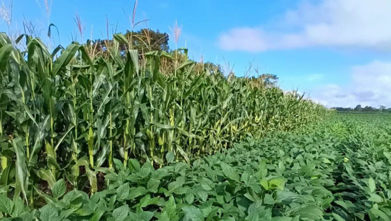IDIAP PROMUEVE ALTERNATIVAS DE SIEMBRA PARA PASTOS DE CORTE PARA EL GANADO