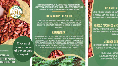 RECOMENDACIONES TÉCNICAS PARA EL CULTIVO DEL FRIJOL POROTO