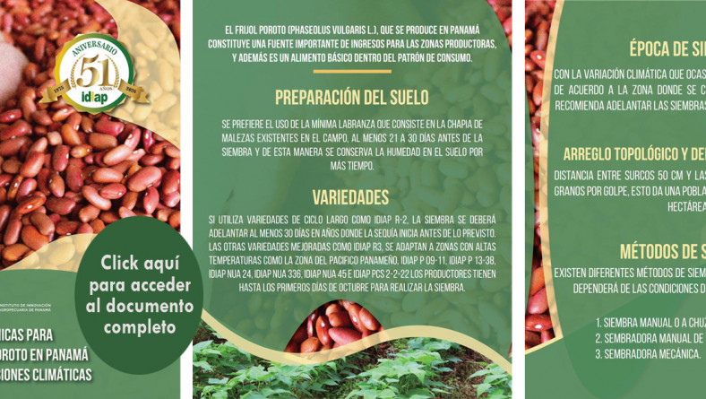 RECOMENDACIONES TÉCNICAS PARA EL CULTIVO DEL FRIJOL POROTO