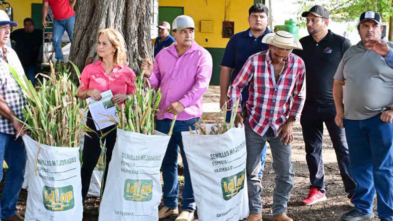 IDIAP REALIZA ENTREGA DE SEMILLAS DE PASTOS DE CORTE A GANADEROS DE LOS SANTOS