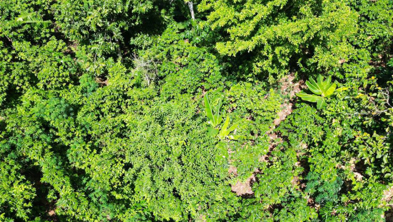 JORNADA TÉCNICA DE CAMPO PARA DETERMINAR POTENCIAL DE CAPTURA DE CARBONO
