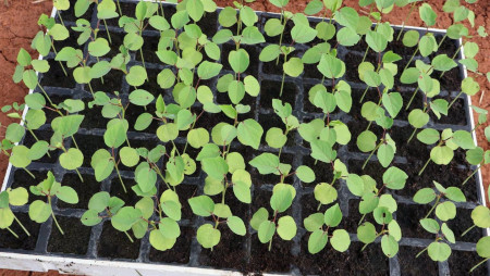 TRANSPLANTE DEL ENSAYO DE SARIL (FLOR DE JAMAICA) EN LA ESTACIÓN EXPERIMENTAL DE EL EJIDO