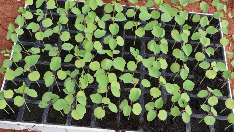 INICIA EL TRANSPLANTE DEL ENSAYO DE SARIL O FLOR DE JAMAICA EN LA ESTACIÓN EXPERIMENTAL DE EL EJIDO