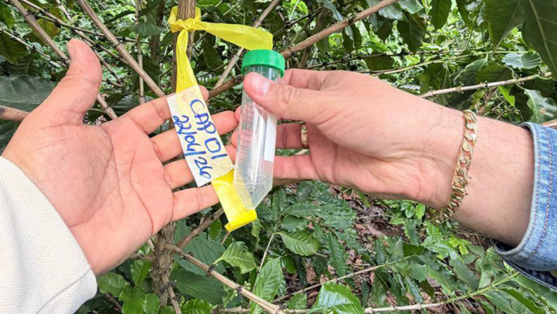 EL IDIAP INICIA UNA INVESTIGACIÓN SOBRE INSECTOS POLINIZADORES DEL CULTIVO DE CAFÉ EN AZUERO