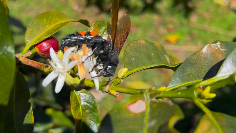 INVESTIGADORES DEL IDIAP ESTUDIAN ENTOMOFAUNA POLINIZADORA ASOCIADA AL CULTIVO DE CAFÉ