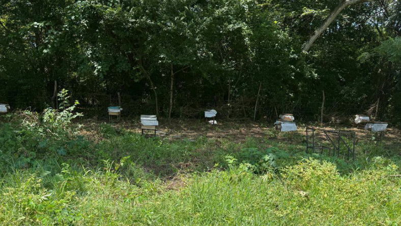 SE ESTABLECIERON DIEZ COLMENAS DE APIS MELLIFERA EN LA FINA EXPERIMENTAL EL EJIDO