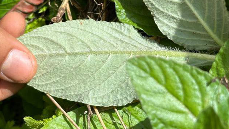IDIAP REALIZÓ MUESTREO DE ARVENSES EN SISTEMAS AGROFORESTALES CON CAFÉ