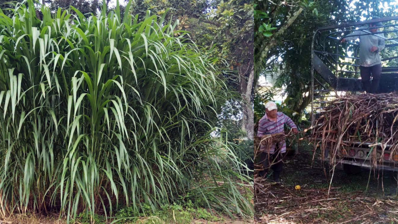PRODUCTOR ENTREGA SEMILLAS DE PASTO DEL IDIAP PARA APOYAR A GANADEROS AZUERENSES