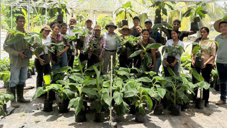ESTUDIANTES DEL IPT DE SAN ANDRÉS COLABORAN CON MULTIPLICACIÓN DE SEMILLA DE PLÁTANO