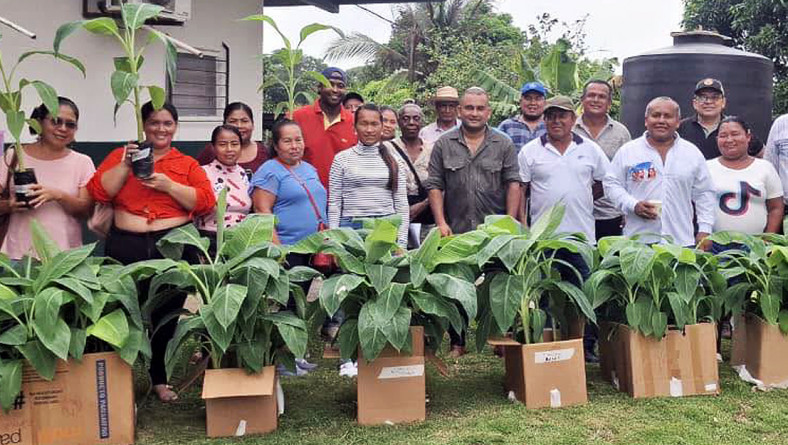 IDIAP REALIZA EN SANTA FE, DARIÉN, UN TALLER SOBRE MANEJO AGRONÓMICO DE PLÁTANO