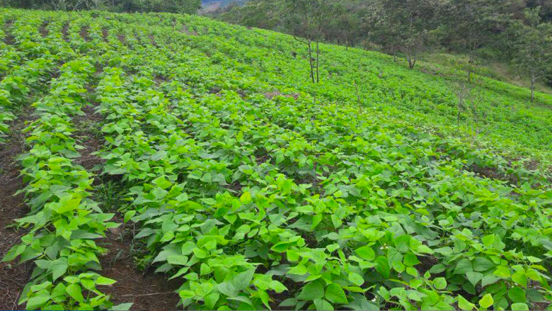 IDIAP COMPARTE RECOMENDACIONES TÉCNICAS PARA EL CULTIVO DE POROTO