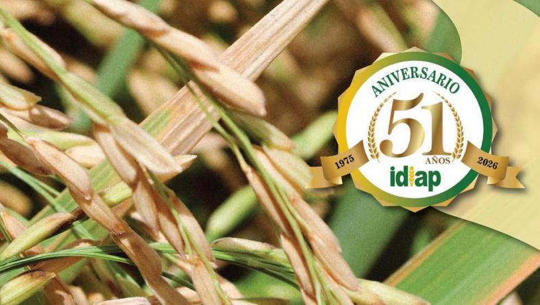 RECOMENDACIONES TÉCNICAS PARA EL CULTIVO DE ARROZ