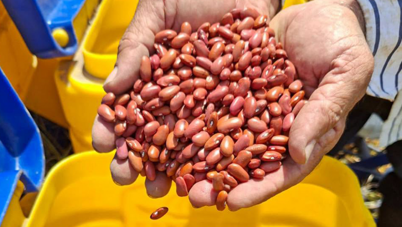 EN LA ESTACIÓN EXPERIMENTAL DEL IDIAP EN RIO SERENO INICIÓ LA SIEMBRA PARA MULTIPLICACIÓN DE SEMILLA DE POROTO DE LA VARIEDAD IDIAP R2